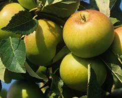 Pleached Apple Tree, variety Coxs Orange Pippin (Malus Domestica) buy online UK