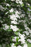 Crataegus Laevigata Plena Hawthorn, a very showy hybrid covered with double white flowers in May. For sale as mature full standard trees on 2 Metre clear stems, buy UK