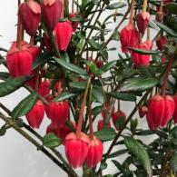 Crinodendron Hookerianum known as  Chilean Lantern Tree