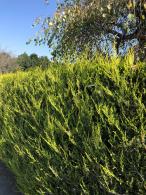 Cupressocyparis Leylandii Castlewellan Gold evergreen hedge