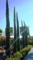 Italian Cypress Tree or Cupressus Sempervirens, for sale at Mediterranean Tree Nursery, London UK