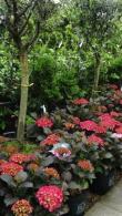 Hydrangea Macrophylla Dark Angel variety, pink flowers and bronze leaves for sale London UK