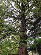 Metasequoia Glyptostroboides or Dawn Redwood mature tree showing full grown shape, growing in an arboretum