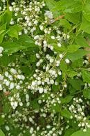 Deutzia Gracilis, deciduous white flowering shrub - for delivery UK