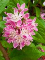 Deutzia hybrida Strawberry Fields with pink flowers