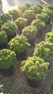 Pinus Mugo Nana - pine tree varieties for sale at London nursery - for sale UK