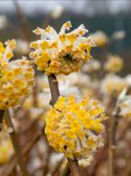 Edgeworthia chrysantha Grandiflora deciduous shrub with yellow flowers