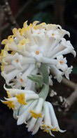 Edgeworthia Chrysantha commonly known as Paper Bush Plant, buy online UK delivery