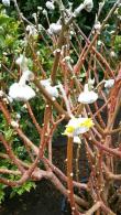 Edgeworthia Chrysantha commonly known as Paper Bush Plant, buy online UK delivery