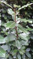 Eleagnus Ebbingei, Oleaster, from our Evergreen Shrubs range for sale online and from our London nursery, UK