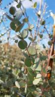 Eucalyptus Gunnii Azura, beautiful soft grey/blue evergreen foliage, compact form and very hardy, this is a must have Eucalyptus, buy online UK.