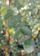 Eucalyptus Gunnii Azura, beautiful soft grey/blue evergreen foliage, compact form and very hardy, this is a must have Eucalyptus, buy online UK.