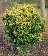 Compact Euonymus Japonicus Microphyllus Pulchellus Variegated Shrub, evergreen for sale UK