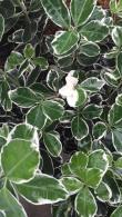 Euonymus Japonicus Kathy, evergreen shrub to buy online UK