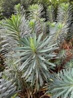 Euphorbia Characias Wulfenii for Sale Online