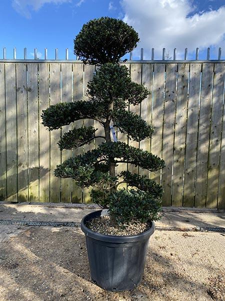 Eurya Emarginata Cloud Tree