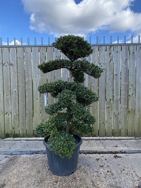 Eurya Emarginata Cloud Tree