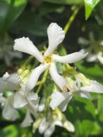 Evergreen Jasmine Frame - Jasmine Climber Trained on a Bamboo Screen