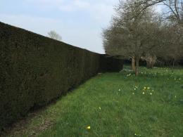 Evergreen Yew Hedging Looking Good in Winter