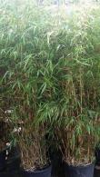 Fargesia Murielae Bamboo or Umbrella Bamboo to buy online from our London plant centre, UK