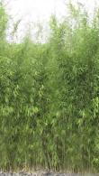 Fargesia Obelisk is also known as Umbrella Bamboo and Fargesia Nitida Obelisk, buy Bamboo UK delivery.