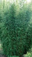 Fargesia Red Dragon is also known as Fargesia Jiuzhaigou Red Dragon Bamboo for sale online UK delivery.