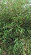 Fargesia Asian Wonder Bamboo is also known as Umbrella Bamboo Asian Wonder, part of our huge collection of Bamboos for sale UK delivery.