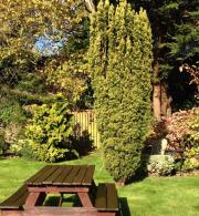 Taxus Bacatta Aurea - Golden Irish Yew