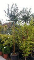 Feijoa Sellowiana specimen tree specialist Paramount - North London UK - buy in London and online.