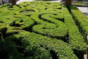 Buxus Sempervirens, Buxus Box, Evergreen shrubs, Paramount Plants and Gardens. In store & Online. 