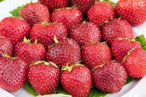 Fragaria Ananassa Ostara Strawberry or Perpetual Strawberry plants to buy online with UK delivery