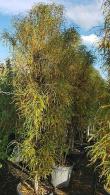 Frangula alnus Fine Line with narrow upright green foliage