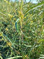 Frangula alnus Fine Line with narrow upright green foliage