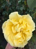 Rosa Golden Gate Climber. Golden Gate Rose yellow flowering climbing rose, buy online UK delivery.