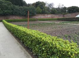 Evergreen Griselinia Hedge giving privacy screening all year round