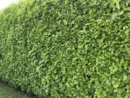 Evergreen Griselinia Hedge giving privacy screening all year round