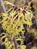 Hamamelis Intermedia Pallida is known for its fragrant bright yellow flowers that bloom in winter adding a burst of color and warmth to cold landscapes.