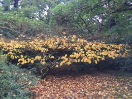 Hamamelis Mollis - winter flowering in an English garden. Adored by early pollinators.