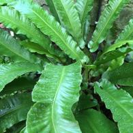 Asplenium Scolopendrium Angustatum fern showing new fronds 