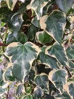 Hedera algeriensis Gloire de Marengo evergreen ivy with variegated foliage