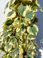 Hedera colchica Dentata Variegata evergreen ivy with variegated foliage