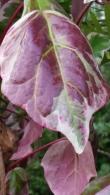 Hedera algeriensis Gloire de Marengo evergreen ivy with variegated foliage