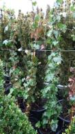 Hedera Helix, range of ivy plants available at our London Garden Centre and online