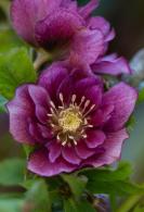 Winter flowering perennial, Hellebore Double Ellen Pink flowering for sale online UK