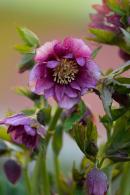 Helleborus Double Ellen Pink Spotted Hellebore for Sale online with nationwide UK delivery