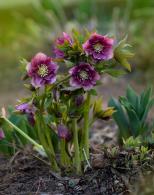 Hellebore Double Ellen Red Helleborus, beautiful red blooms in winter, Hellebore plants for Sale Online UK