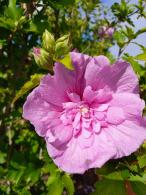 Hibiscus Syriacus Lavender Chiffon features beautiful lavender-colored flowers with ruffled petals, offering a refined and elegant touch to any landscape.