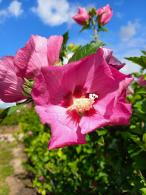 Hibiscus Pink Giant - buy in London or online at Paramount Garden Centre, London