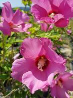 Hibiscus Syriacus Woodbridge features striking pink and purple flowers, offering a vibrant and bold contrast against its lush green foliage, perfect for creating a focal point in any garden.