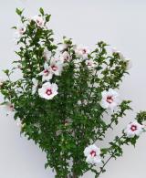 Hibiscus Syriacus Red Heart showcases stunning deep red flowers with a white center, creating a dramatic contrast that enhances any garden setting.